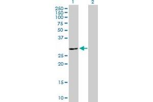 Western Blot analysis of ATP6V1E2 expression in transfected 293T cell line by ATP6V1E2 MaxPab polyclonal antibody.
