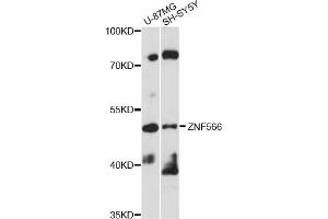 Western blot analysis of extracts of various cell lines, using ZNF566 antibody (ABIN6292444) at 1:1000 dilution. (ZNF566 antibody)
