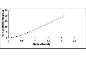 Cytochrome P450, Family 2, Subfamily C, Polypeptide 19 (CYP2C19) ELISA Kit
