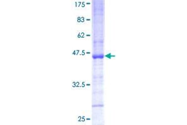 PCGF3 Protein (AA 133-242) (GST tag)