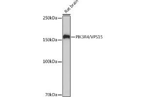 Western blot analysis of extracts of Rat brain, using PIK3R4/VPS15 Rabbit mAb (ABIN7269322) at 1:1000 dilution. (PIK3R4 antibody)