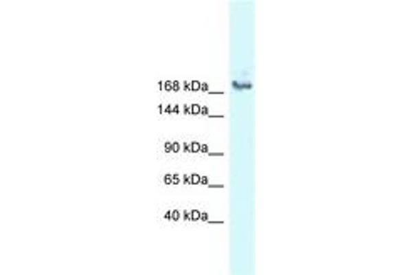 SNRNP200 antibody  (AA 212-261)
