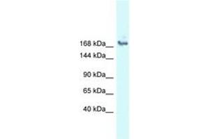 Image no. 1 for anti-Small Nuclear Ribonucleoprotein 200kDa (U5) (SNRNP200) (AA 212-261) antibody (ABIN6747810) (SNRNP200 antibody  (AA 212-261))