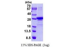 Image no. 1 for Polymerase (RNA) II (DNA Directed) Polypeptide E, 25kDa (POLR2E) protein (His tag) (ABIN1098477)