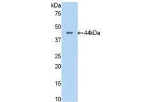 Western blot analysis of recombinant Human PTa. (PTF1A antibody  (AA 177-328))