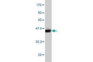 Western Blot detection against Immunogen (37. (CDHR3 antibody  (AA 776-885))