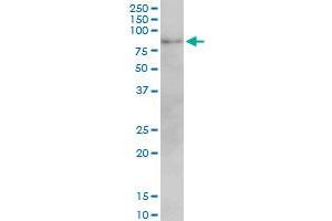 MFN2 monoclonal antibody (M01), clone 6A8. (MFN2 antibody  (AA 661-757))