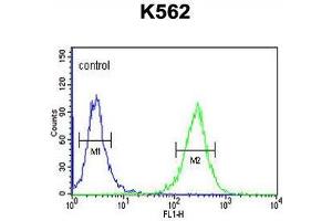 B3GAT1 Antibody (N-term) flow cytometric analysis of K562 cells (right histogram) compared to a negative control cell (left histogram). (CD57 antibody  (N-Term))