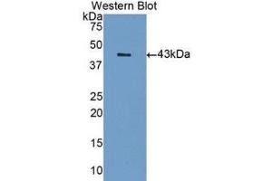 Western Blotting (WB) image for anti-Sialic Acid Binding Ig-Like Lectin 7 (SIGLEC7) (AA 18-353) antibody (ABIN1175022) (SIGLEC7 antibody  (AA 18-353))
