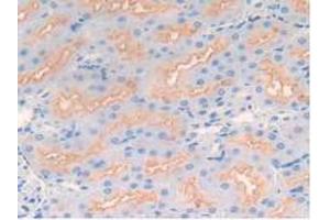 IHC-P analysis of Rat Kidney Tissue, with DAB staining. (MME antibody  (AA 286-428))