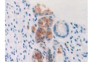 Detection of PFN3 in Human Stomach Tissue using Polyclonal Antibody to Profilin 3 (PFN3) (Profilin 3 antibody  (AA 1-133))