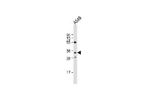 Anti-RPH3AL Antibody (C-term) at 1:1000 dilution + A549 whole cell lysate Lysates/proteins at 20 μg per lane.