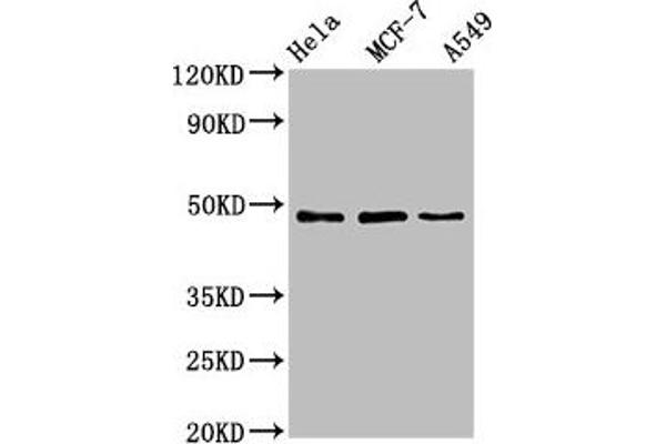 Lcor antibody  (AA 13-144)