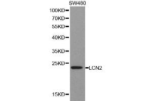 Western blot analysis of extracts of SW480 cell lines, using LCN2 antibody. (Lipocalin 2 antibody  (AA 21-198))