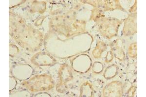 Immunohistochemistry of paraffin-embedded human kidney tissue using ABIN7165578 at dilution of 1:100 (Family with Sequence Similarity 92, Member A (FAM92A) (AA 1-271) antibody)