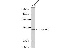 Western blot analysis of extracts of Rat heart, using TC10/RHOQ Rabbit mAb (ABIN7269869) at 1:1000 dilution. (RHOQ antibody)