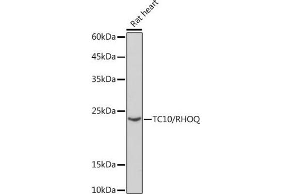 RHOQ antibody