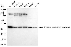 Western blotting analysis using Proteasome activator subunit 1 antibody (ABIN7799957). (Recombinant LACBIDRAFT 301065 antibody  (Subunit 1))