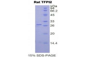 SDS-PAGE (SDS) image for Tissue Factor Pathway Inhibitor 2 (TFPI2) (AA 26-230) protein (His tag) (ABIN1878495) (TFPI2 Protein (AA 26-230) (His tag))