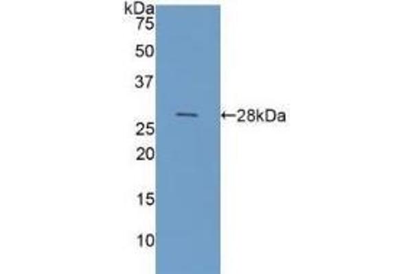 Galectin 3 antibody  (AA 1-250)