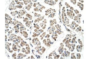 EGFL8 antibody was used for immunohistochemistry at a concentration of 4-8 ug/ml to stain Skeletal muscle cells (arrows) in Human Muscle. (EGFL8 antibody  (C-Term))