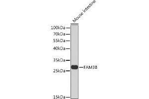 Western blot analysis of extracts of Mouse intestine, using FB Rabbit pAb  at 1:1000 dilution. (FAM3B antibody  (AA 30-235))