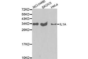 Western blot analysis of extracts of various cell lines, using IL1A antibody. (IL1A antibody)