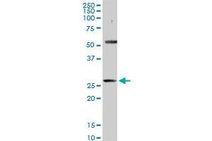 PACRG antibody  (AA 1-257)