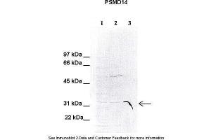 Human HeLa, Mouse liver; . (PSMD14 antibody  (C-Term))