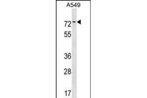 HKR1 Antibody (N-term) (ABIN1539036 and ABIN2850182) western blot analysis in A549 cell line lysates (35 μg/lane). (HKR1 antibody  (N-Term))
