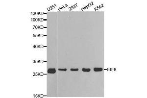 Western blot analysis of extracts of various cell lines, using EIF6 antibody. (EIF6 antibody  (AA 1-245))