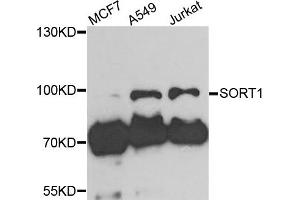 Western blot analysis of extracts of various cells, using SORT1 antibody.