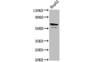 Western Blot Positive WB detected in: HepG2 whole cell lysate All lanes: Prf1 antibody at 4 μg/mL Secondary Goat polyclonal to rabbit IgG at 1/50000 dilution Predicted band size: 63 kDa Observed band size: 63 kDa