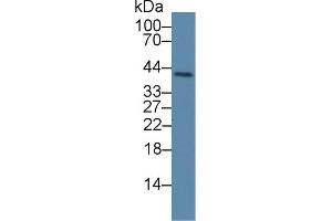Western Blotting (WB) image for anti-Phospholipid Scramblase 4 (PLSCR4) (AA 1-303) antibody (ABIN7445024)