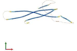 AlphaFold protein structure predicition of Human Recombinant CEP63 Protein, UniprotID Q96MT8 (CEP63 Protein (AA 1-703) (His tag))