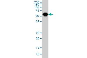 TCF3 antibody  (AA 545-654)