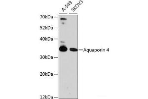 Western blot analysis of extracts of various cell lines using Aquaporin 4 Polyclonal Antibody at dilution of 1:1000. (Aquaporin 4 antibody)
