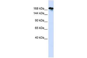 Western Blotting (WB) image for anti-Remodeling and Spacing Factor 1 (RSF1) antibody (ABIN2459232) (RSF1 antibody)