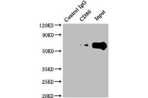 Immunoprecipitating CD80 in Raji whole cell lysate Lane 1: Rabbit control IgG instead of ABIN7127410 in Raji whole cell lysate. (Recombinant CD8 antibody)