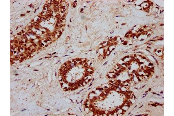 CSN3 antibody  (AA 24-182)