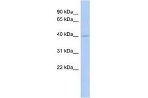 Image no. 1 for anti-Coenzyme Q2 Homolog, Prenyltransferase (COQ2) (AA 288-337) antibody (ABIN6743446) (COQ2 antibody  (AA 288-337))