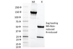 SDS-PAGE Analysis of Purified, BSA-Free MAML2 Antibody (clone MAML2/1302). (MAML2 antibody)