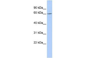 WB Suggested Anti-ARNTL2 Antibody Titration:  0.