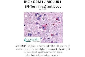 Image no. 1 for anti-Glutamate Receptor, Metabotropic 1 (GRM1) (Extracellular Domain), (N-Term) antibody (ABIN1735261) (Metabotropic Glutamate Receptor 1 antibody  (Extracellular Domain, N-Term))
