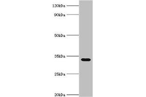 Stomatin antibody  (AA 55-288)