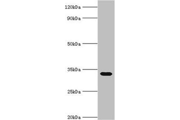 Stomatin 抗体  (AA 55-288)