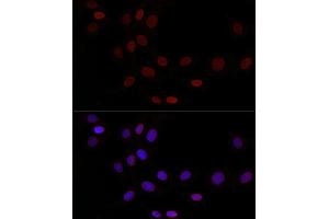 Immunofluorescence analysis of NIH/3T3 cells using TMPO Rabbit pAb (ABIN3016206, ABIN3016207, ABIN3016208, ABIN1683056 and ABIN1683057) at dilution of 1:50 (40x lens). (Thymopoietin antibody  (AA 1-410))