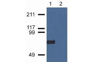Flow Cytometry (FACS) image for anti-Copine VII (CPNE7) (C-Term) antibody (ABIN263922) (CPNE7 antibody  (C-Term))