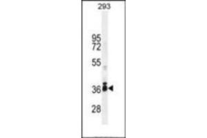 Western blot analysis in 293 cell line lysates (35ug/lane) using STRA8 Antibody (C-term) Cat.