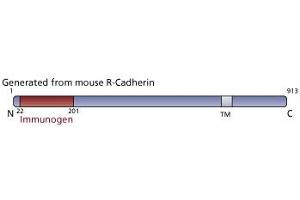 Image no. 3 for anti-Cadherin 4 (CDH4) (AA 22-201) antibody (ABIN967954) (Cadherin 4 antibody  (AA 22-201))